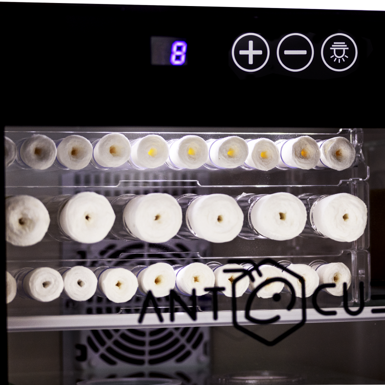 Ant Incubator